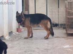 German shepard