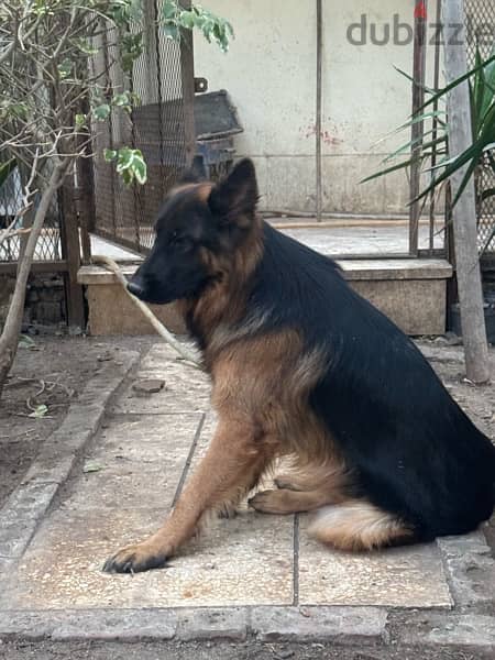 German shepard 3