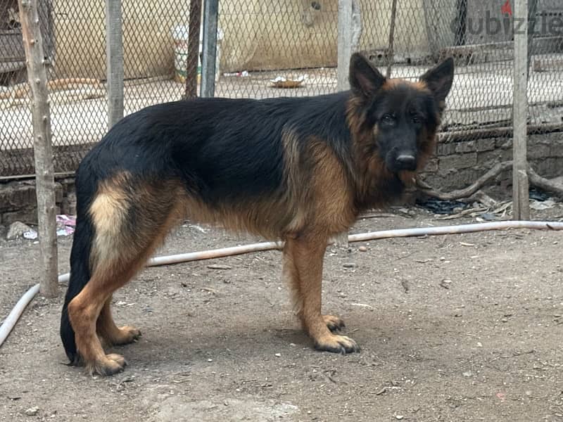 German shepard 5