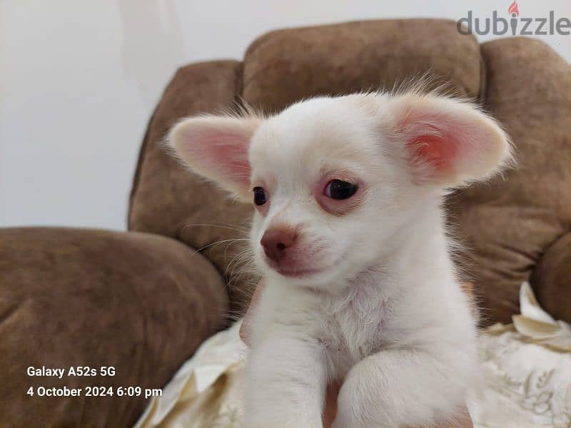 Amazing chihuahua mini apple head 2 month 2