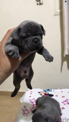 best fench bulldog puppies in egypt