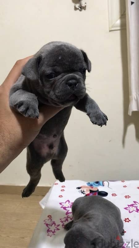 best fench bulldog puppies in egypt 0