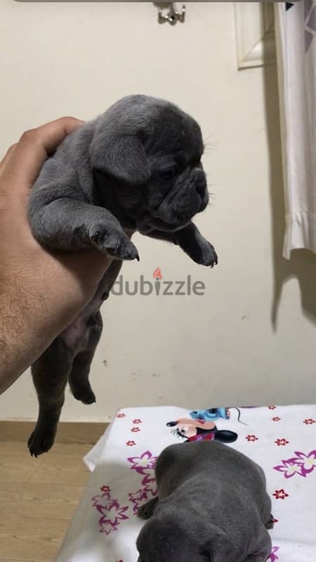 best fench bulldog puppies in egypt 1