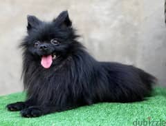 Pomeranian للزواج