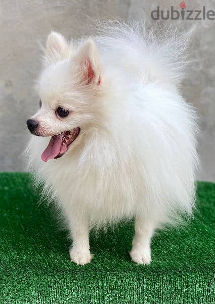 للزواج pomeranian 1