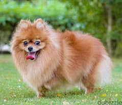 للزواج Pomeranian