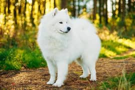 Husky Samoyed For Sale