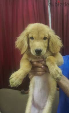 فرصة آخر جرو بنت جولدن ريتريفر انجليزي Golden Retriever