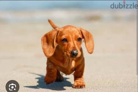 puppy Dachshund