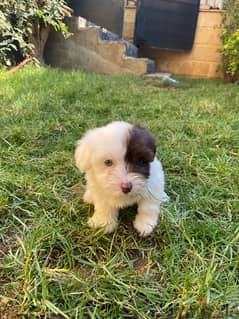 griffon mixed whith shihtzu female only 2 months old