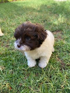 griffon mixed whith shihtzu male only 2 months old