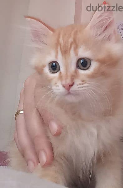 2months old persian kitten