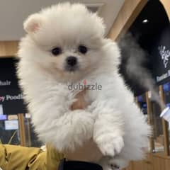 بومرينيان توى Toy pomeranian