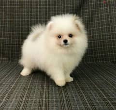 تيكب بومرينيان Teacup pomeranian