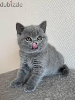 Pure Scottish Fold kitten 60 days سكوتش