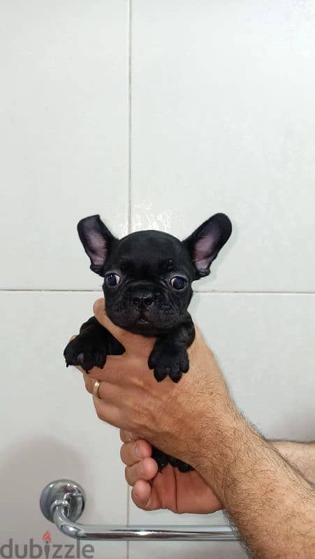 french bulldog female 60 days blue offspring super Quality 1