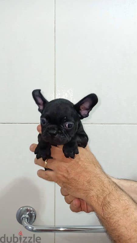 french bulldog female 60 days blue offspring super Quality 2