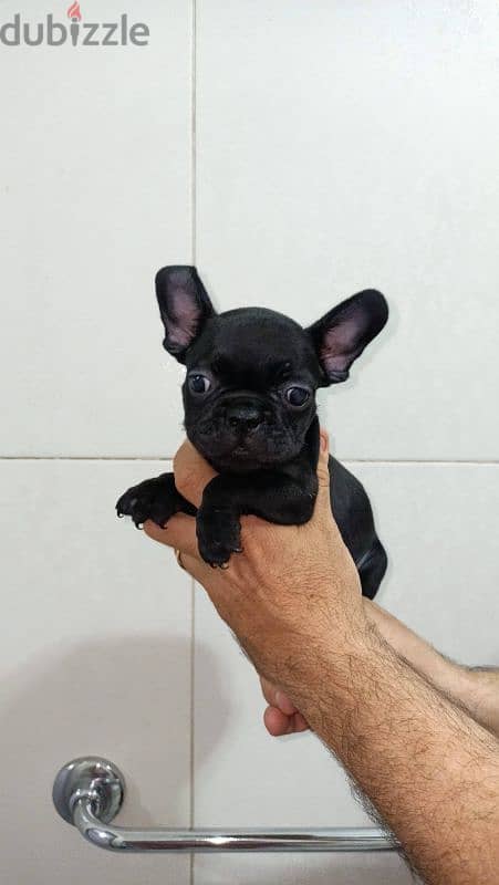 french bulldog female 60 days blue offspring super Quality 3