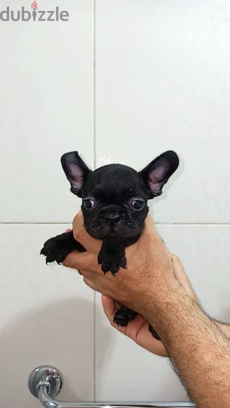 french bulldog female 60 days blue offspring super Quality 4