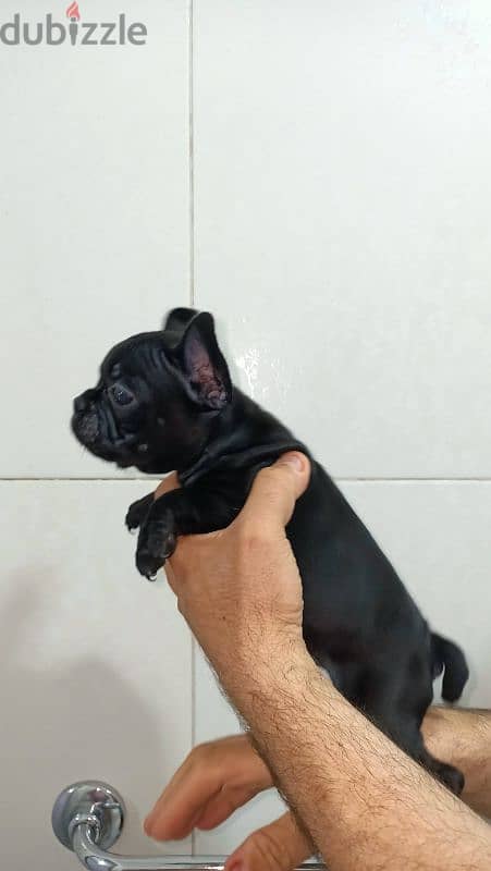 french bulldog female 60 days blue offspring super Quality 9