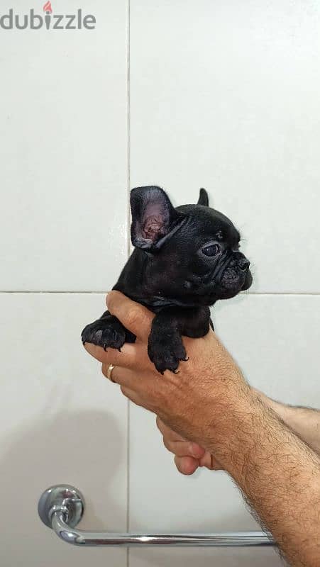 french bulldog female 60 days blue offspring super Quality 6