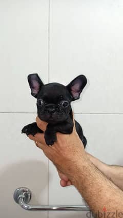 french bulldog female 50 days blue offspring super Quality