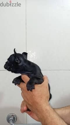 french bulldog female 60 days blue offspring super Quality