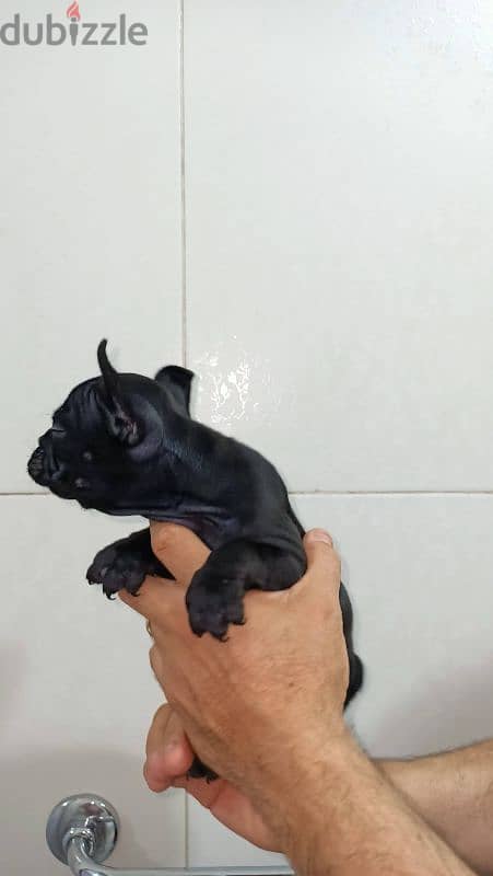 french bulldog female 60 days blue offspring super Quality 0