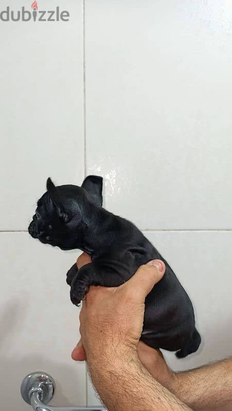 french bulldog female 60 days blue offspring super Quality 10