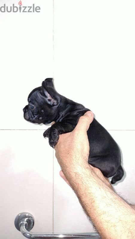 french bulldog female 60 days blue offspring super Quality 8