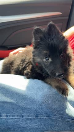 german shepard puppy male 45 day old