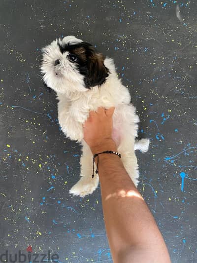 pure ShihtZu puppy