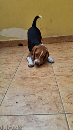 للبيع كلب بيجل بيور - pure beagle for sale