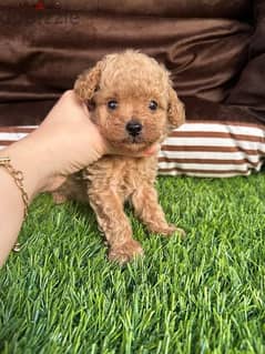 Male Teacup Toy Poodle