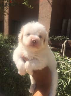 هافنيز Havanese