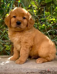 golden retriver puppies جراوي جولدن