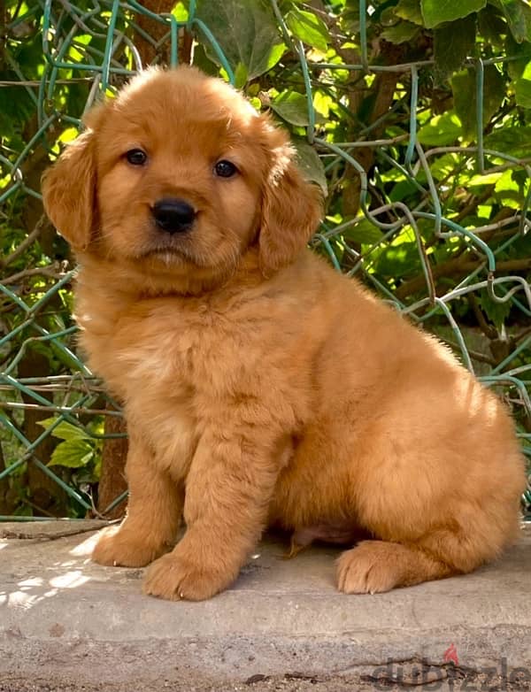 golden retriver puppies جراوي جولدن 0