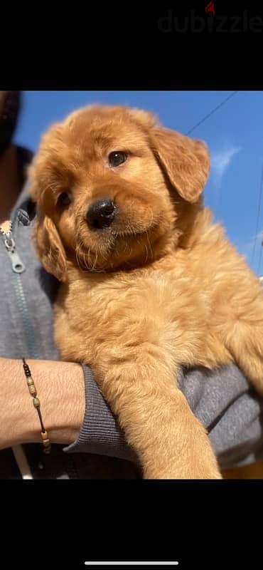 golden retriver puppies جراوي جولدن 1