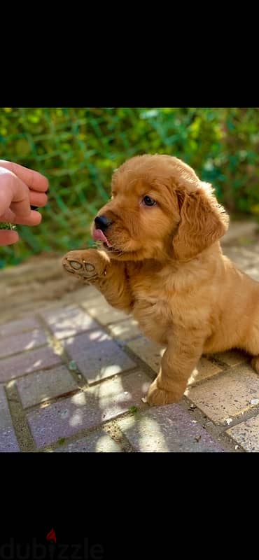 golden retriver puppies جراوي جولدن 2