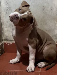 Green eyes red nose American classic bully pitbull puppy