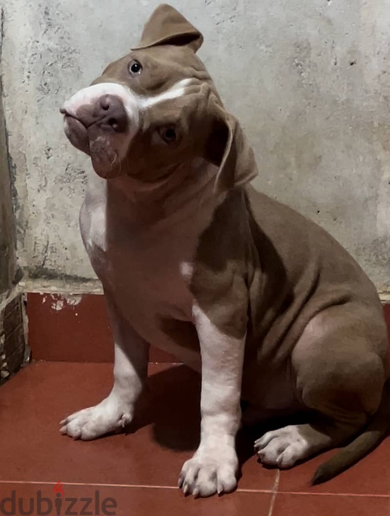 Green eyes red nose American classic bully pitbull puppy 0