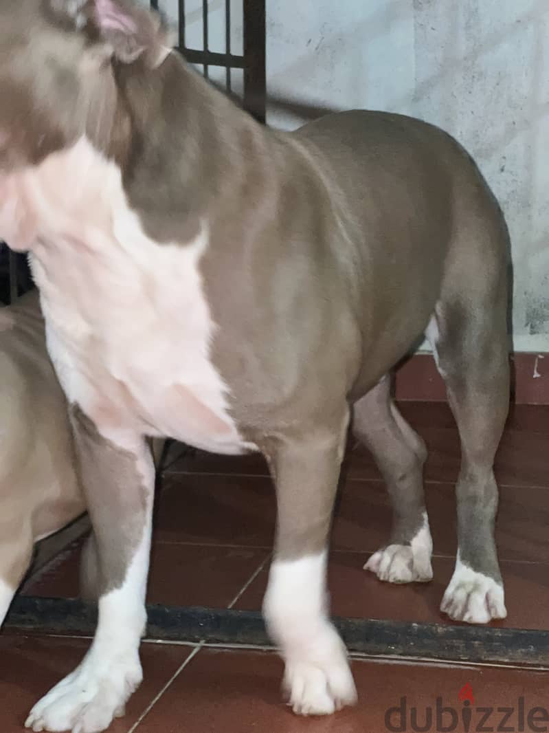 Green eyes red nose American classic bully pitbull puppy 4