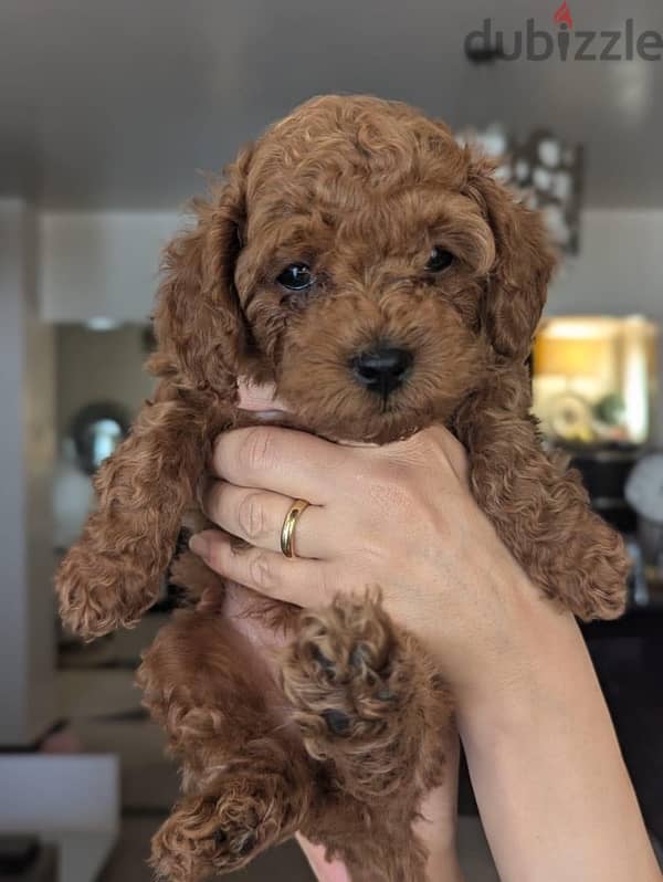 premium quality toy poodle puppies , dark brown color 2