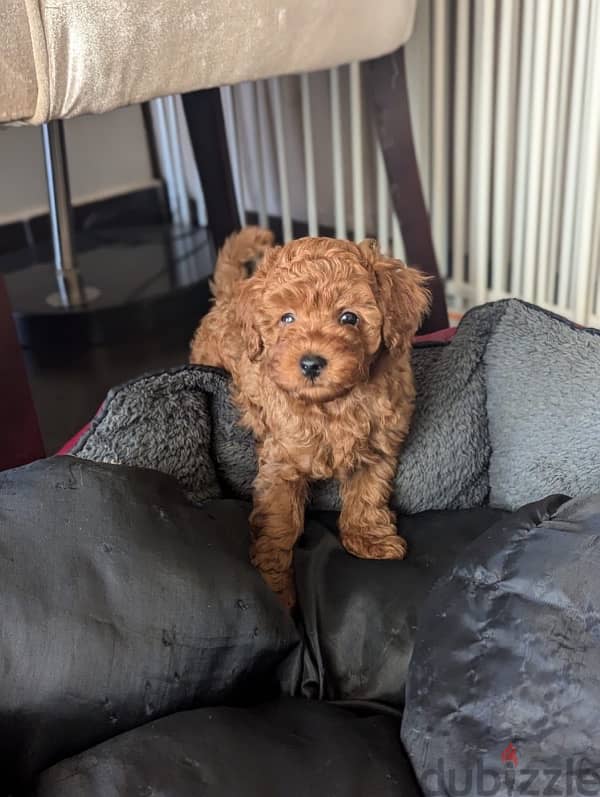 premium quality toy poodle puppies , dark brown color 1