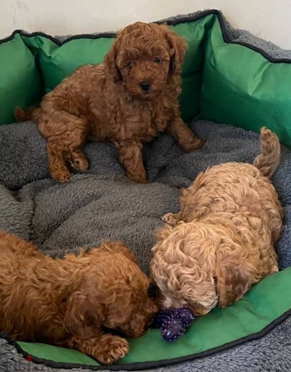 premium quality toy poodle puppies , dark brown color 3