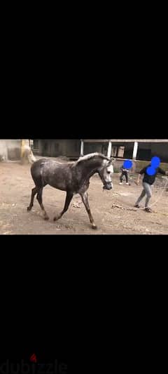 خيل عربي اصيل للبيع 0