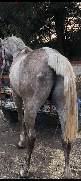 خيل عربي اصيل للبيع 4