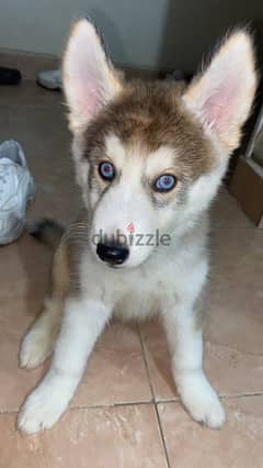 كلب هاسكي بيور |  Husky dog Pure