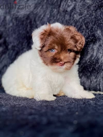 Chocolate havanese with blue eyes for sale best sale