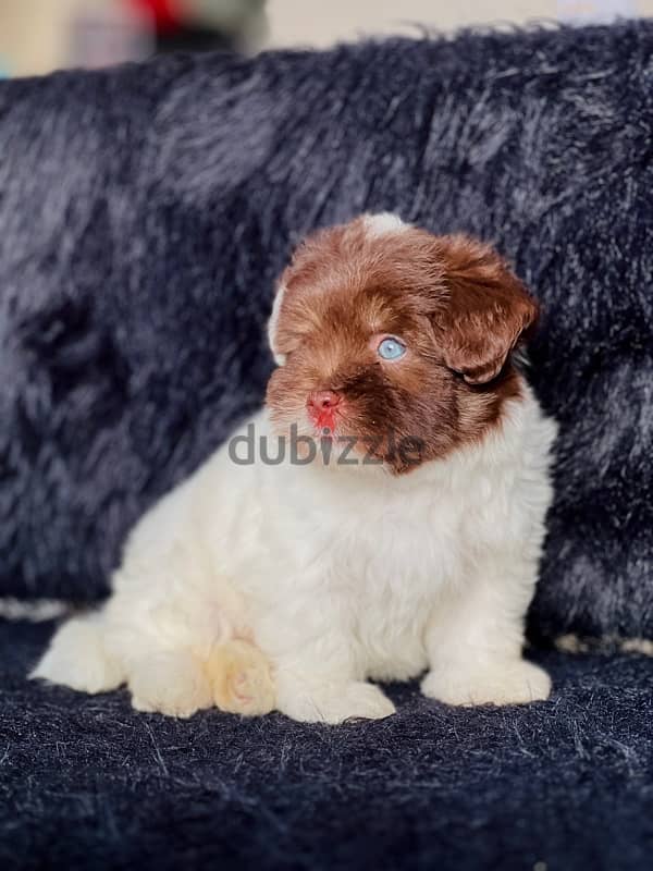 havanese 1